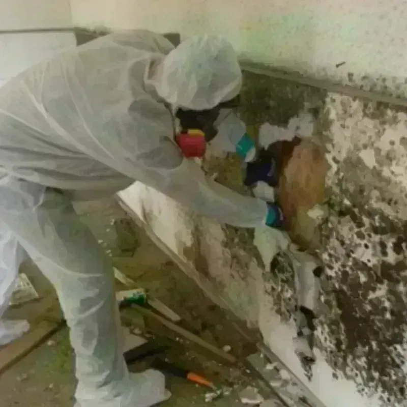 Mold Remediation and Removal in Bergenfield, NJ